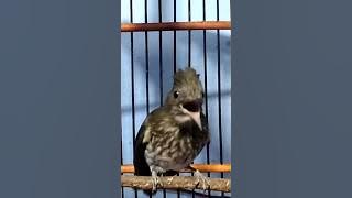 SIRI SIRI SUMATERA GACOR TEMBAKAN PEDAS 😀