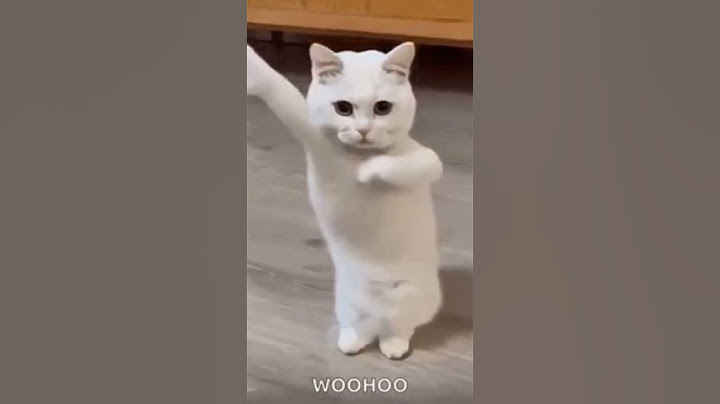 Miau miau #gatos #baile