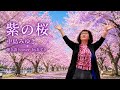 「紫の桜」中島みゆき 弾き語りcover 桜前線終着?