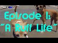 &quot;A Ruff Life&quot; episode 1