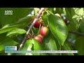 Cireșele nu ajung acum nici la procesare – AGRO TV News