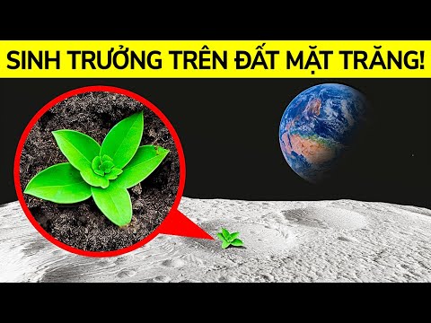 Video: Trang Trí Với Thực Vật - Nguyên Liệu Thực Vật Thu Hoạch Hoang Dã