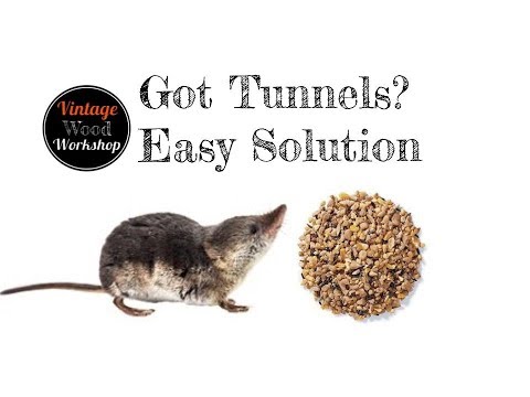 Come Catch arvicole e toporagni. DIY facile per fermare il tunnel e fori nelle aiuole