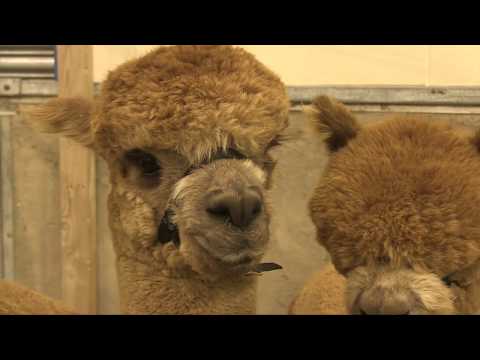 Video: Kush Janë Alpacat