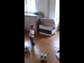Soccer toddler gets a professional contract
