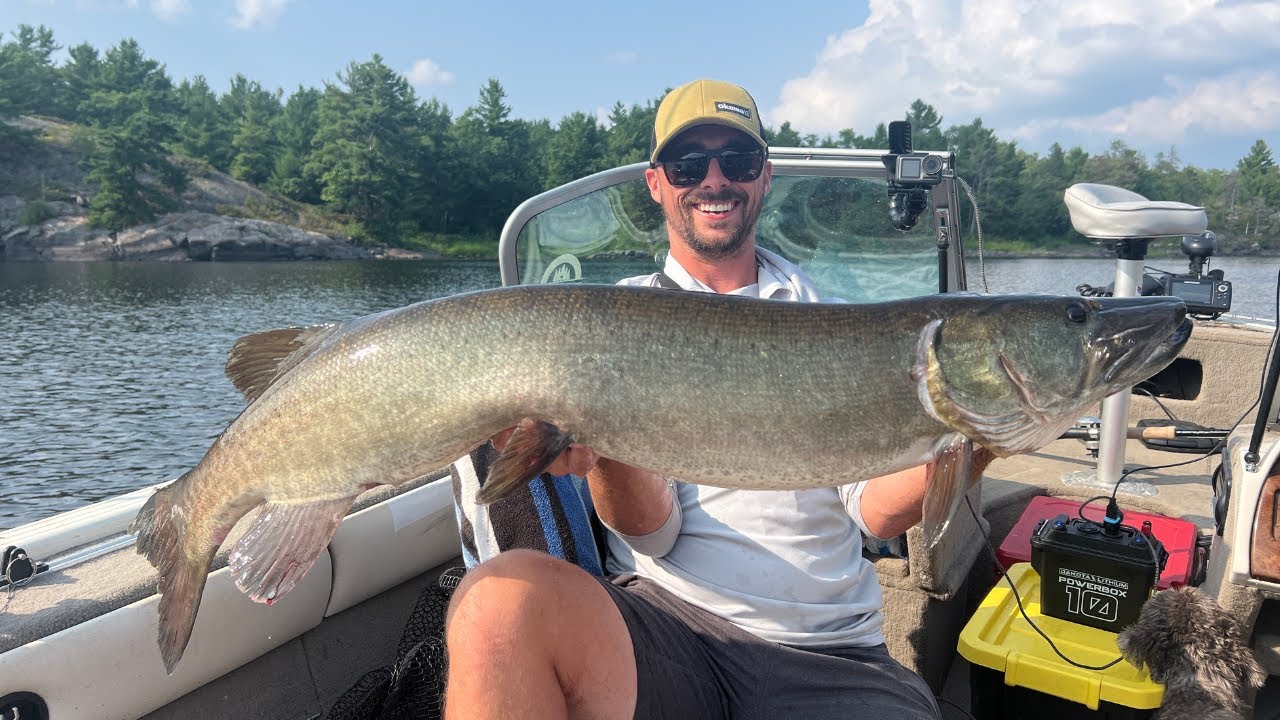 49 Inch French River Musky on the Figure 8! 