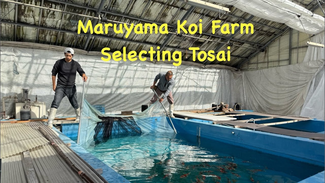 Выбор тосай на ферме «Маруяма Кои» | Вид на гору Фудзи