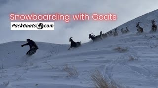 Snowboarding with Goats