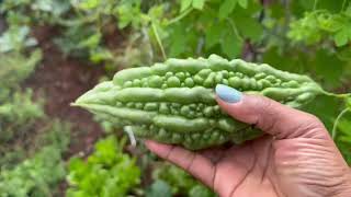 Benefits of growing bitter melon - Melon soup🥣🔥