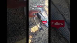 serpme ile denizde balık avı. kefal. castnetfishinginthesea #fishing #fish #castnetfishinginthesea
