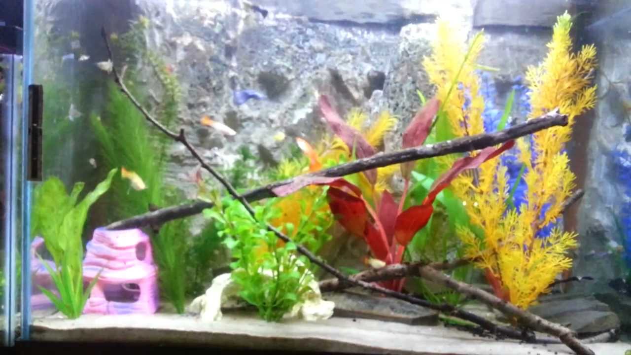 My 20 gallon Guppy Breeder Tank YouTube