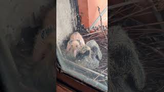 Httpsyoutubecomshortsqu9hogzsre4sipar7kyupggzrek2h viral love pigeon cutebaby birds yt