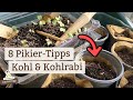 Mit diesen 8 Tipps: Perfekt pikieren für optimales Wachstum