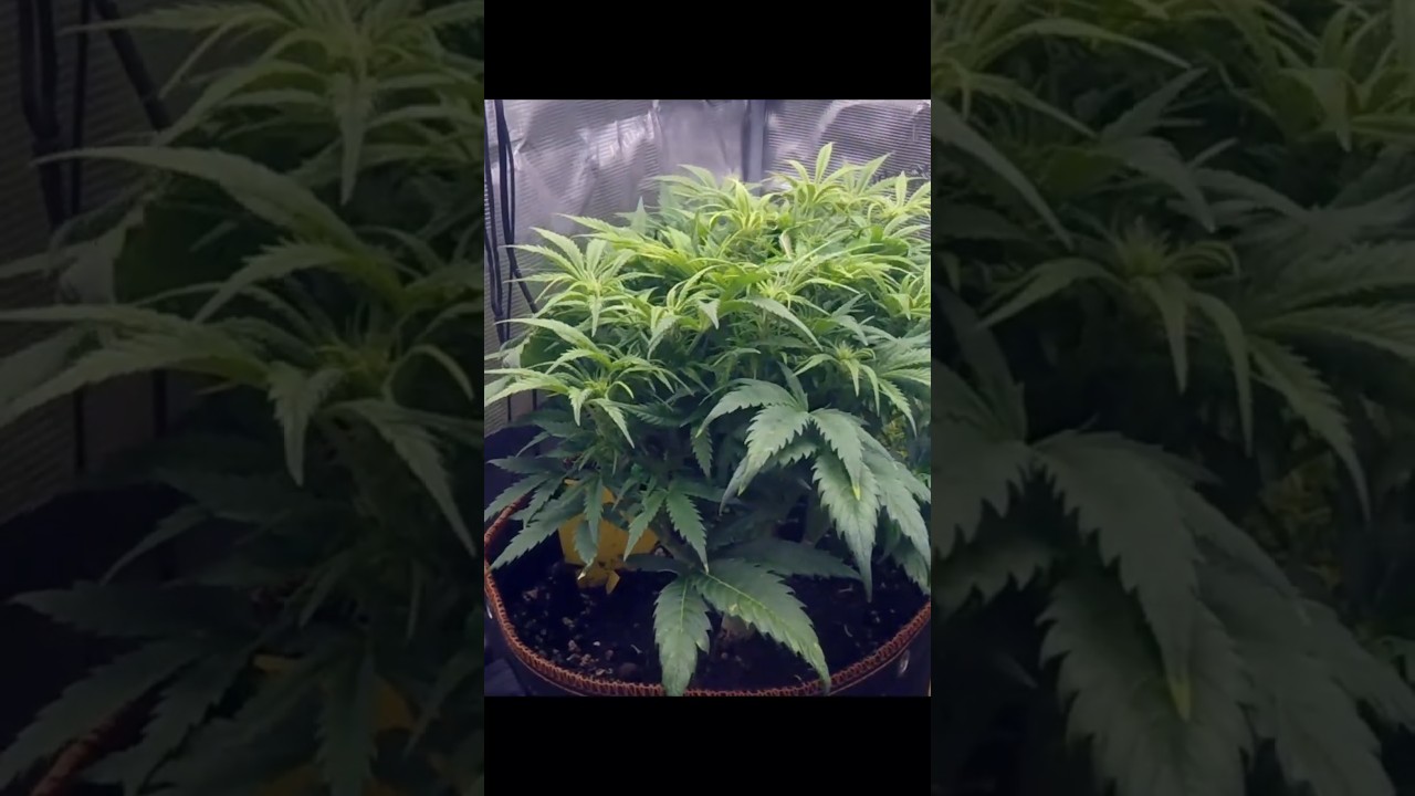 Day 45-54 Orange Sherbet Auto #2 Timelapse 