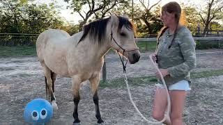 Szara with Happy Hopper. Pony Desensitisation. Nervous Rider Equestrian Training
