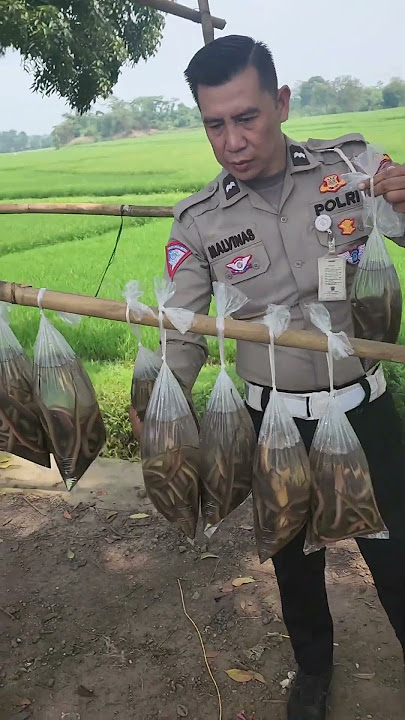 belut yang ukuran kecil begini,enak nya di masak apa y. #gengshortsindonesia #belut