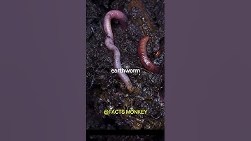 The Incredible Regenerative Powers of Earthworms!  🪱🔁