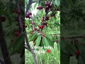 #cherry #fruit #fruits
