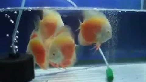 Albino Red White Discus - Thiên Đường Cá Cảnh