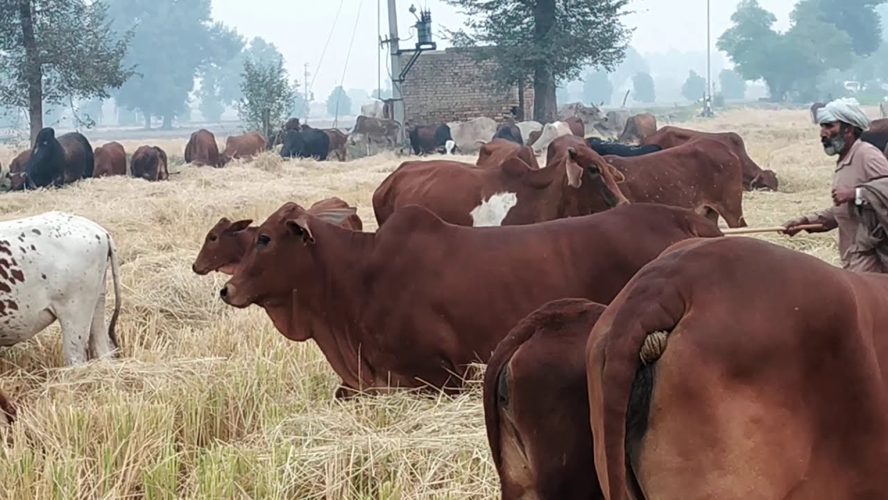 Pure sahiwal cows for sell | Best Milk Cow | Rao Ji Dairy Farm