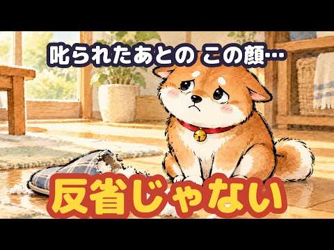 犬が"本当に信頼している人"にだけ見せる本音10選【反省顔は反省じゃなかった】