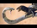 لا يصدق الكوبرا الملك يقتل النمس مع لدغة قوية النمس مقابل الأفعى mp3