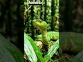 ताइवान बांस सांप: विषैला पिट वाइपर जो जंगलों में छिपा रहता है!"#TaiwanBambooSnake#BambooPitViper