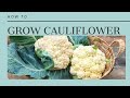 The Complete Guide to Growing Cauliflower