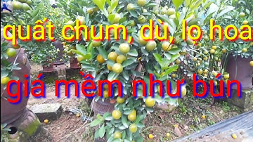 Vườn Quất Tết 2023 chất, quất chum, quất bonsai, quất lọ hoa giá mềm, quất cảnh Hưng Yên giá bán sỉ