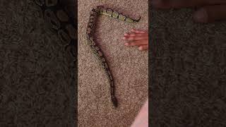 Bacon the snake a year later... she's certainly growing! Wealth