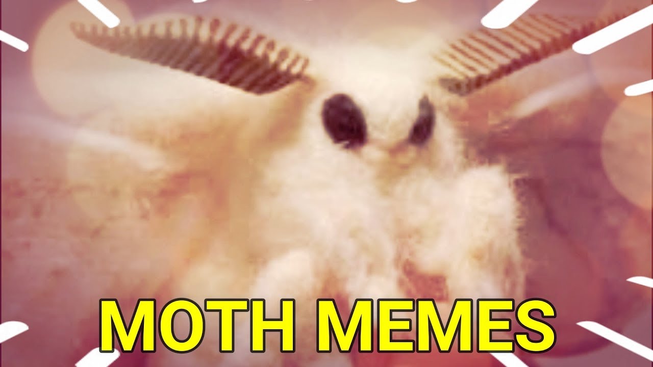 Moth Memes (Ft.Moths) YouTube