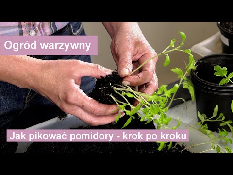 Wideo: Jak przesadzić sadzonki pomidorów do ziemi