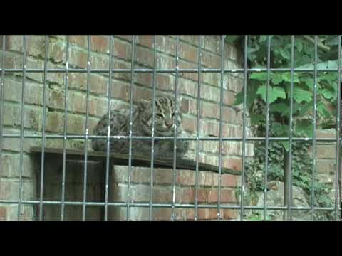 Vidéo: Chupacabra A-t-il Visité Le Zoo De Loutsk? - Vue Alternative