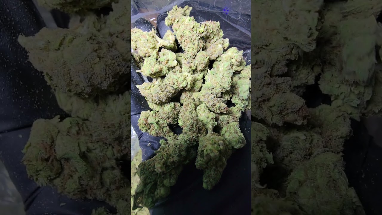 Gorilla Glue
