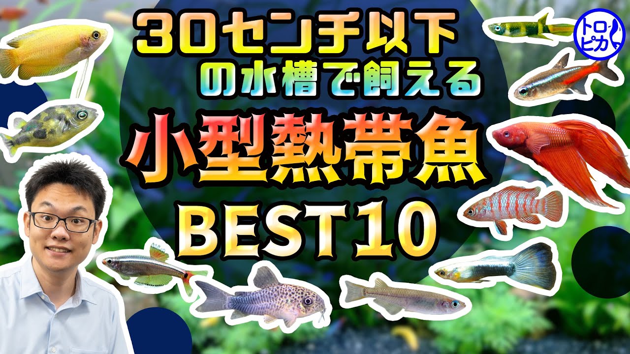 超簡単 おすすめ小型熱帯魚10選 30 以下の小型水槽でも飼えます Youtube