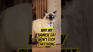 Why My Siamese Cat Won't Stop Chattering