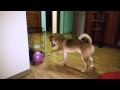 Dog and ball. Shiba inu.