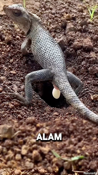 THIS IS HOW GECKS LAY EGGS❗️#viralvideo #information #didyouknow