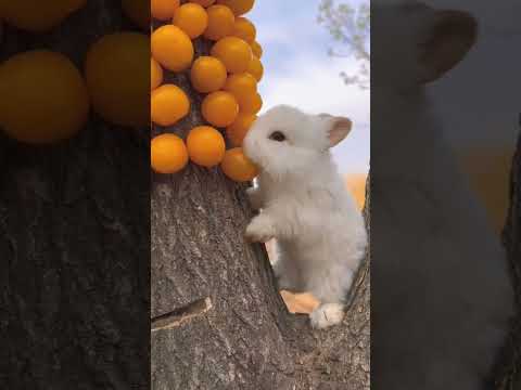 When watching 👀 is more cute rabbit 🐰 eating fruit 🍑 #cute #rabbit #viral #shorts