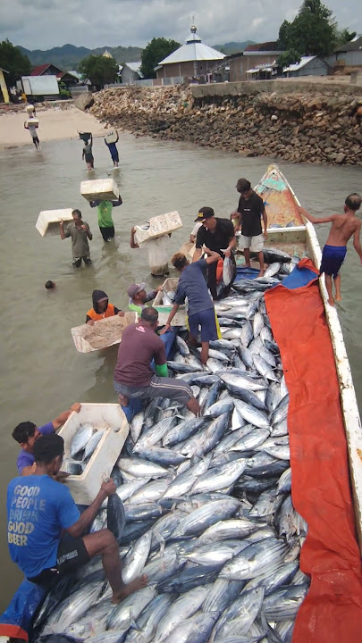 Download lagu semngat paman.. #nelayanbedagai #fish #fishing