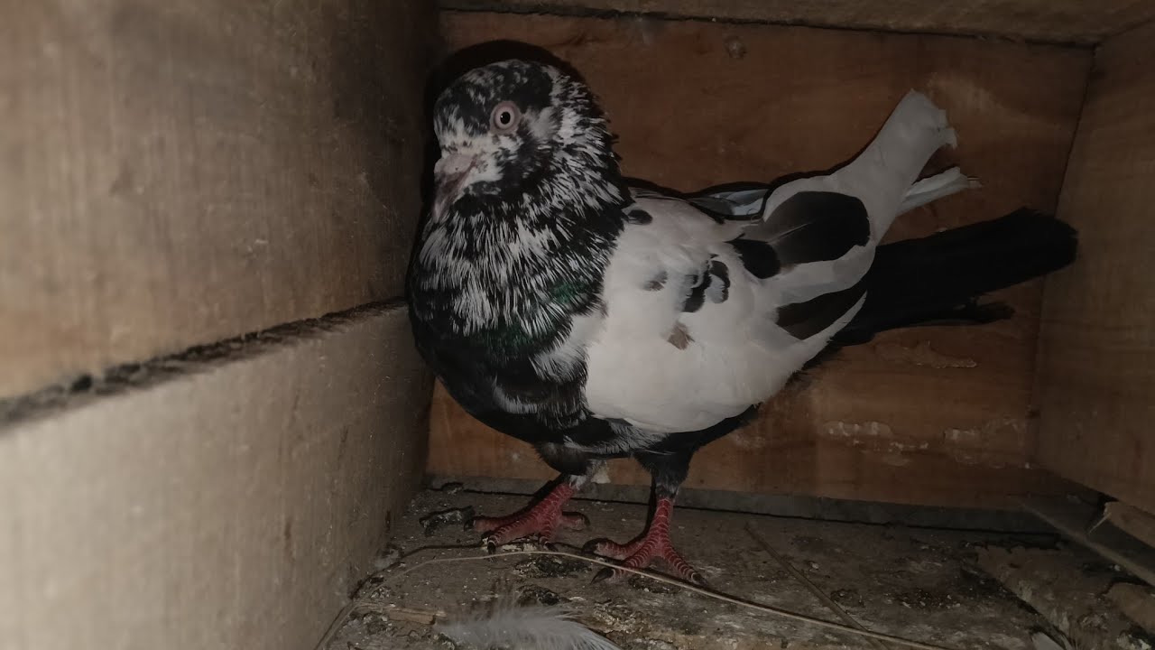 Para sell pai achhi jeia nabaku chahnuchhanti contact karibe 7978190298 👍🙏