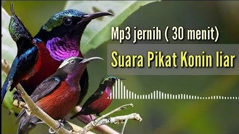 MP3 JERNIH || SUARA PIKAT KONIN DI JAMIN 99% ANTI ZONK