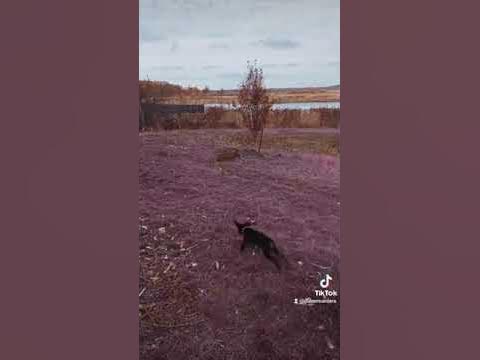 САМАЯ БОЛЬШАЯ КРЫСА 😱😱😱 - YouTube