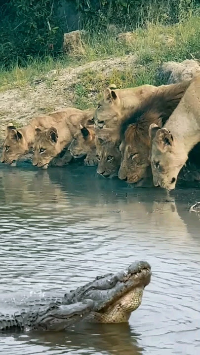 7 singa liar vs 2 buaya