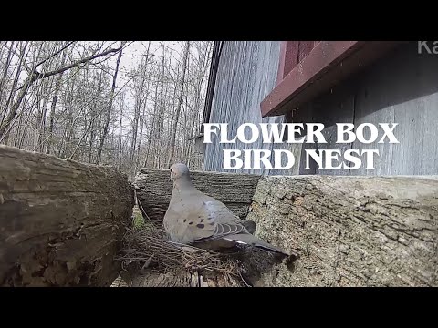 Flower box Bird nest -  Mourning Dove - Livestream  - 1 Hour - w/Mellow Music