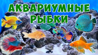 Аквариумные рыбки для детей - развивающий мультик | Карточки Домана | Монтессори