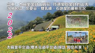 2022台東太麻里金針山賞花忘憂谷、雙乳峰、石頭屋的最新花 ... 