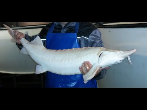 Video: Hvorfor kalles Beluga-kaviar Beluga?