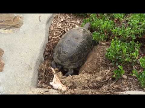 Rare Blanding's turtle digs its nest