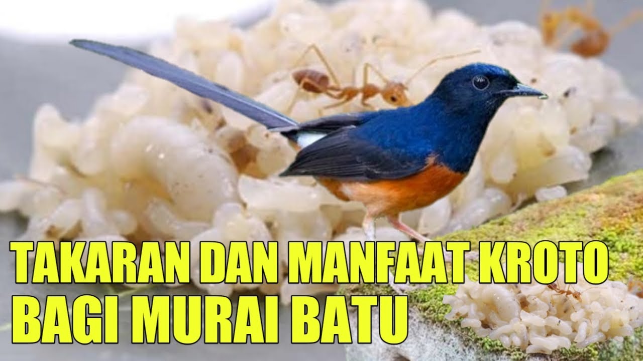 Takaran dan maanfaat  kroto bagi murai batu